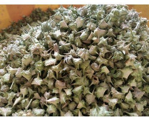 Dried Gokhru Seed For Industrial