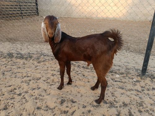 20-30 Kg Ajmeri Bakre, Gender : Male