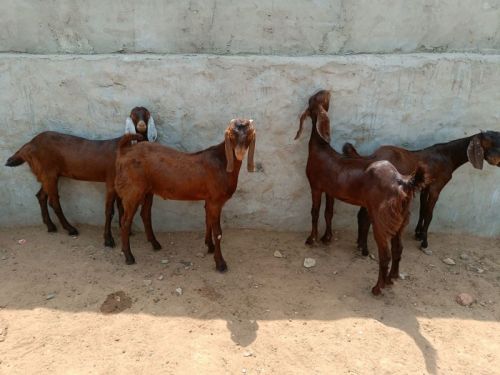 Cutting Goats, Gender : Male