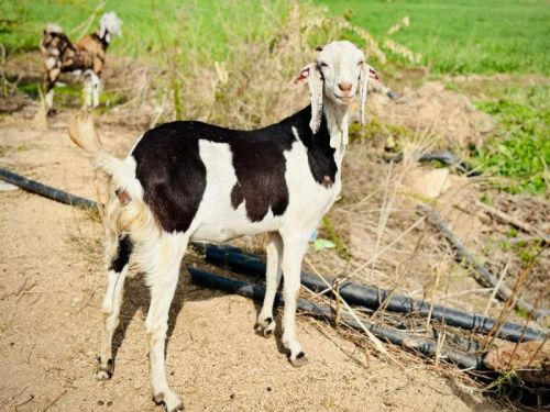 Sirohi Gujari Female Goat, Age Group : 6-12 Months