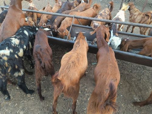 25-40 Kg Sirohi Kids Goat, Speciality : Pure Quality