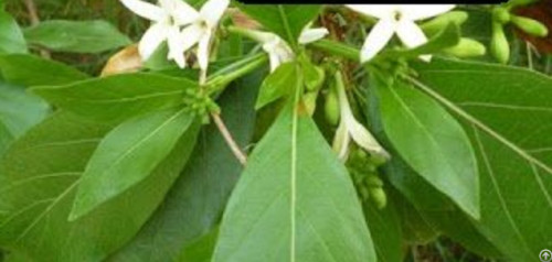 SVM NATURALS MORINDA TINTORIA, Style : Dried