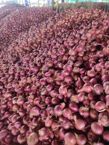 Natural Nashik Fresh Onion, Color : Red, Packaging Type : Gunny Bag