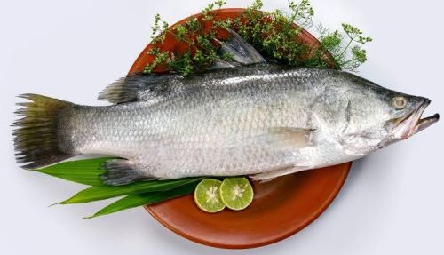 Barramundi Fish, For Cooking, Style : Fresh