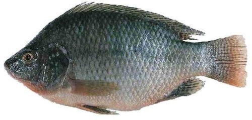 Fresh Tilapia Fish, Packaging Type : Thermocol Box, Vacuum Bag