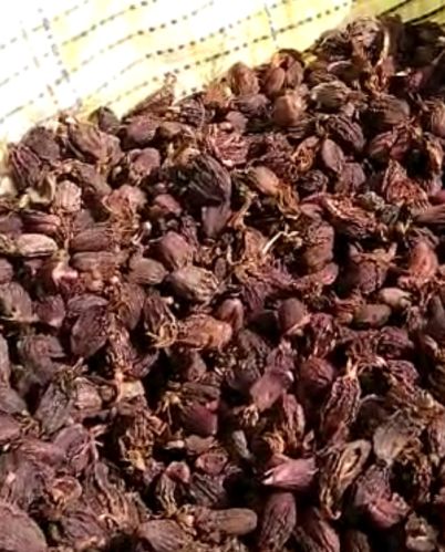 Black Cardamom For Spices