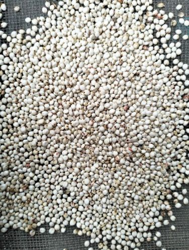 Jowar Seeds, Packaging Type : Plastic Packet