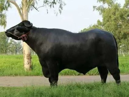 Black Murrah Bull