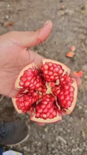 Organic Pomegranate For Human Consumption