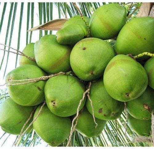 Organic Tender Coconut, Packaging Type : Gunny Bags