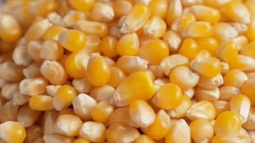 Yellow Corn For Animal Feed