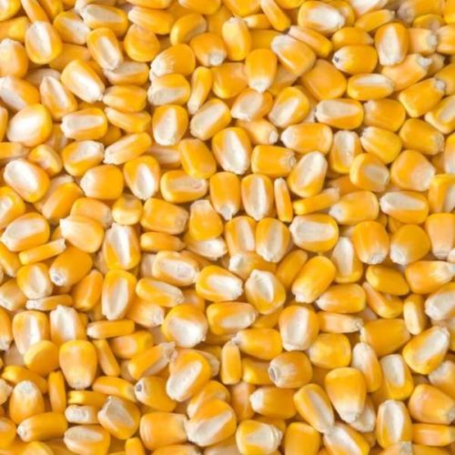 Common Quality White Yellow Maize, Packaging Size : 25kg