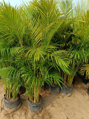 Areca Palm, Pot Material : Plastic for Decorative Plant