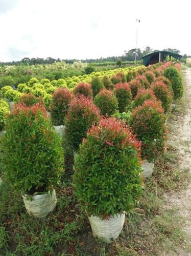 CG Niyam Plant, Color : Red