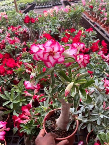 Natural Desert Roses Plant, Packaging Type : Plastic Pot