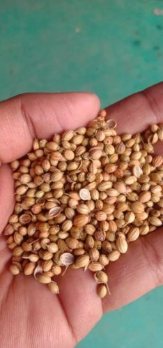 Organic Coriander Seeds, Certification : FSSAI Certified