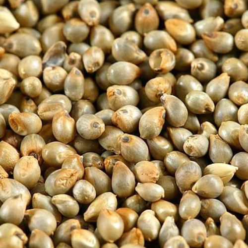 Natural Pearl Millet Seeds, Packaging Size : 25 kg/ 50 kg