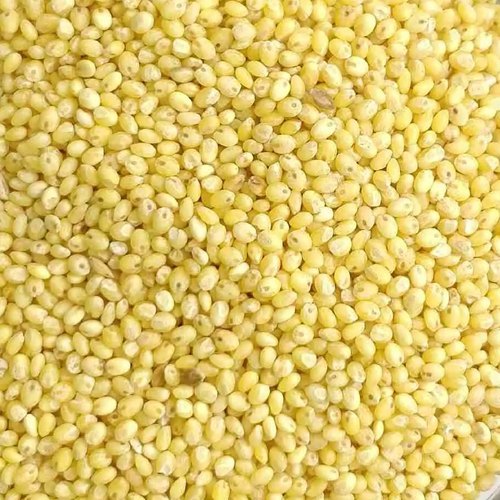 Natural Proso Millet Seeds For Cooking, Food Processing