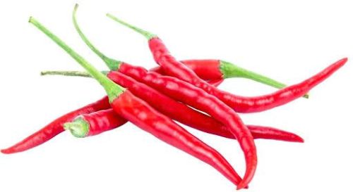 Fresh Red Sauce Chilli, Brand Name : 1355
