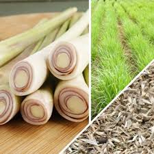 Organic Lemon Grass, Color : Light Green