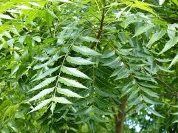 Neem Leaf For Cosmetic, Medicine