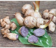 Organic BLACK GINGER, Color : Blue, Packaging Size : 50Kg, 200gm