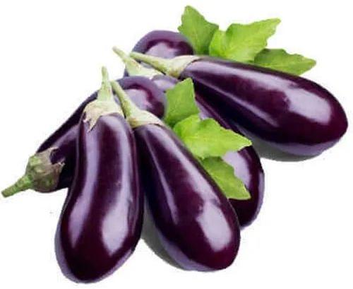 Natural Brinjal, Packaging Type : Gunny Bag