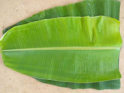 Fresh Banana Leaf For Making Disposable Items