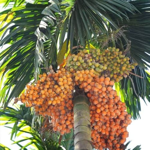 Areca Nut Plants For Plantation