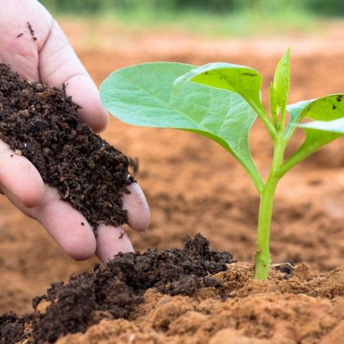 Vermicompost Fertilizer For Agriculture