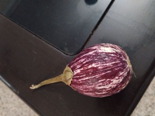 Brinjal, Color : Purple