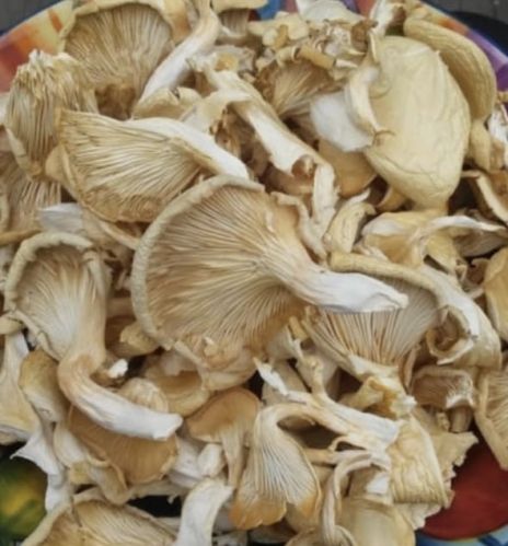 Dry Oyster Mushroom, Form : Whole