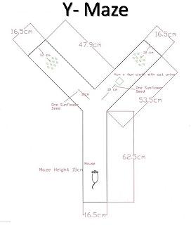 Y Maze For Rats & Mice