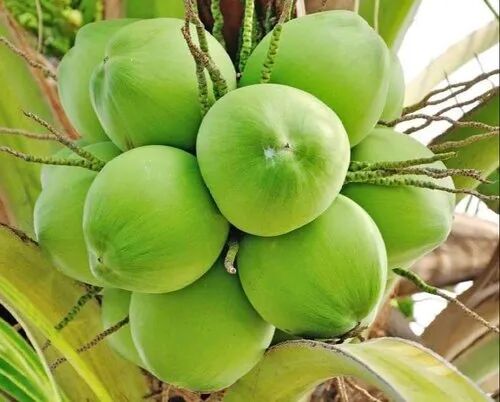 A Grade Tender Coconut, Packaging Type : Gunny Bags