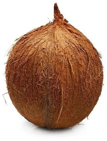 Semi Husked Hard Whole Brown Coconut For Pooja, Cooking, Direct Consumption