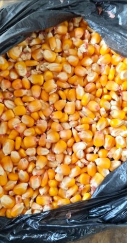 Vaibhavi Enterprises Yellow Maize Seeds, Packaging Size : 50kg, Packaging Type : PP Bags, Jute Bags