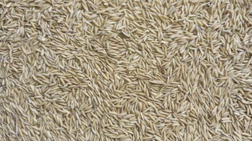 Rupali Paddy For Food Processing