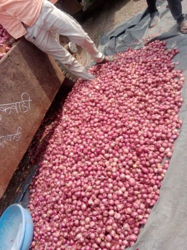 Nashik Red Onion For Food