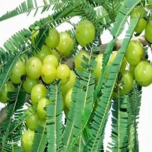 Amla Grafted Plant For Outdoor