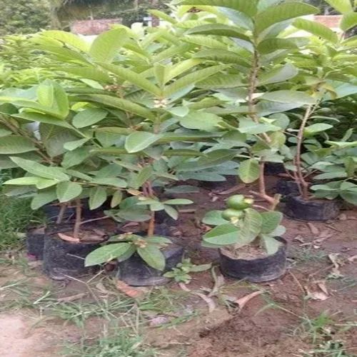 Barafkhana Guava Plant For Outdoor ( Farming)