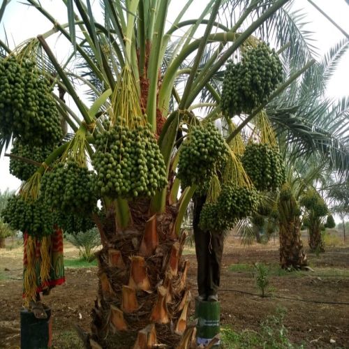 Barhi Dates Plant For Outdoor(Plantation)