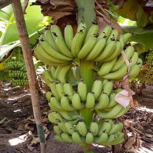 Grand Nain Banana Plant For Outdoor(Plantation)