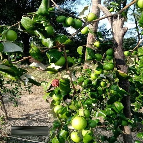 Green Apple Ber Plant For Plantation