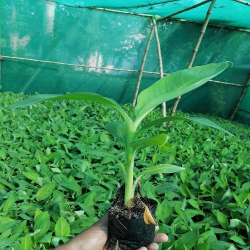 Green G9 Tissue Culture Banana Plant For Outdoor(Plantation)