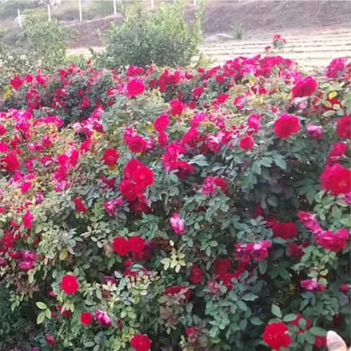 Kashmiri Rose Plant For Plantation