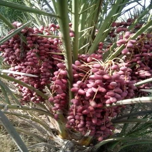 Medjool Dates Tissue Culture Plant For Plantation