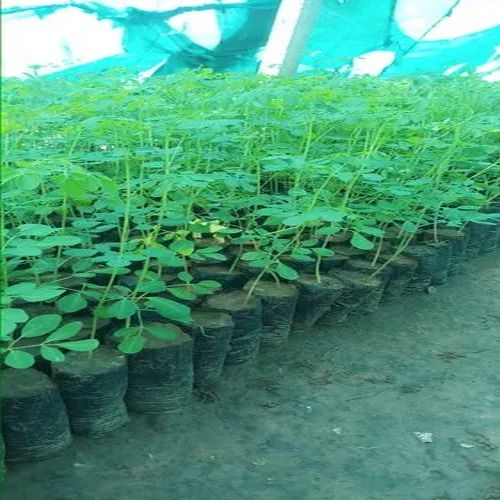 PKM 1 Moringa Plant For Plantation