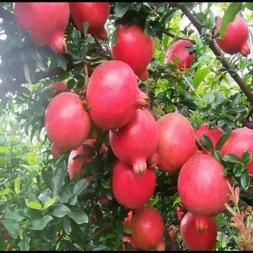 Tissue Culture Bhagwa Pomegranate Plant For Plantation