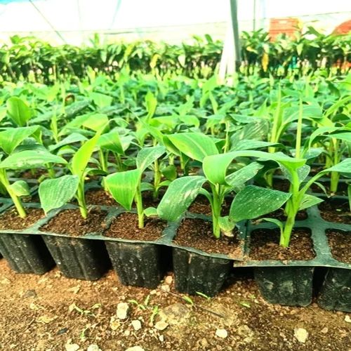 Tissue Culture G9 Banana Plant For Plantation