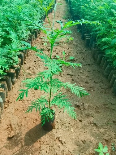 Natural Silver Oak Plant For Plantation